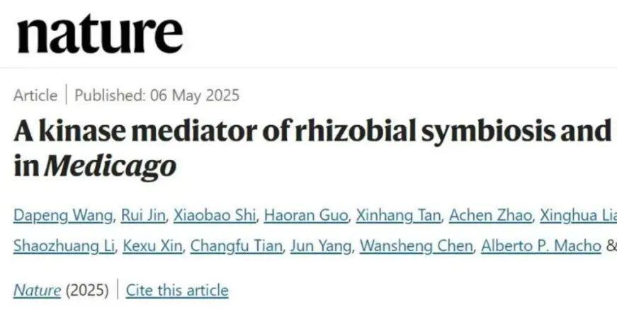 中药研究所青年教师金蕊联合中国科学院团队揭示豆科植物“共生-免疫”调控重大机制