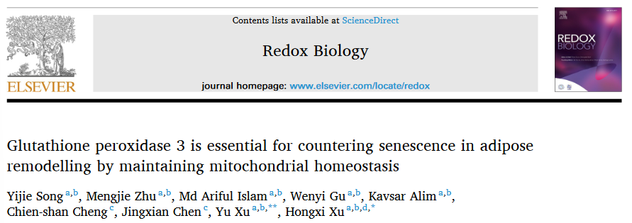 sunbet申搏官网首席教授徐宏喜团队研究揭示谷胱甘肽过氧化物酶3参与脂肪组织重塑过程的作用机制